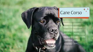 Unlocking the Mystery: What does your Cane Corso's Behavior Mean?