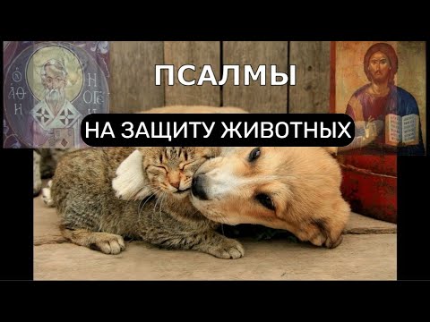 НА ЗАЩИТУ ЖИВОТНЫХ. ПСАЛМЫ