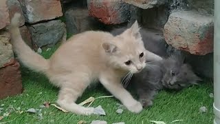 Naughty Kittens Know How To Entertain Their Family They Have Electricity In Their Body