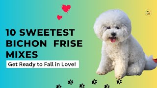The Sweetest Bichon Frise Mix You'll Ever Meet! (Get Ready to Fall in Love!) by Cross Breeds 114 views 4 months ago 4 minutes, 31 seconds