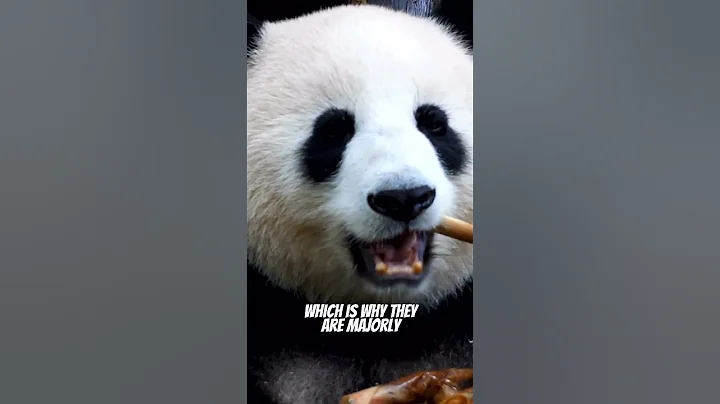 Giant Pandas | The Biggest Evolutionary Mistake? - DayDayNews