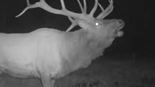 The rut is starting to pick up steam here in Colorado at Aught Six Ranch!