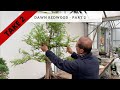 Take 2 - Dawn Redwood Part 2