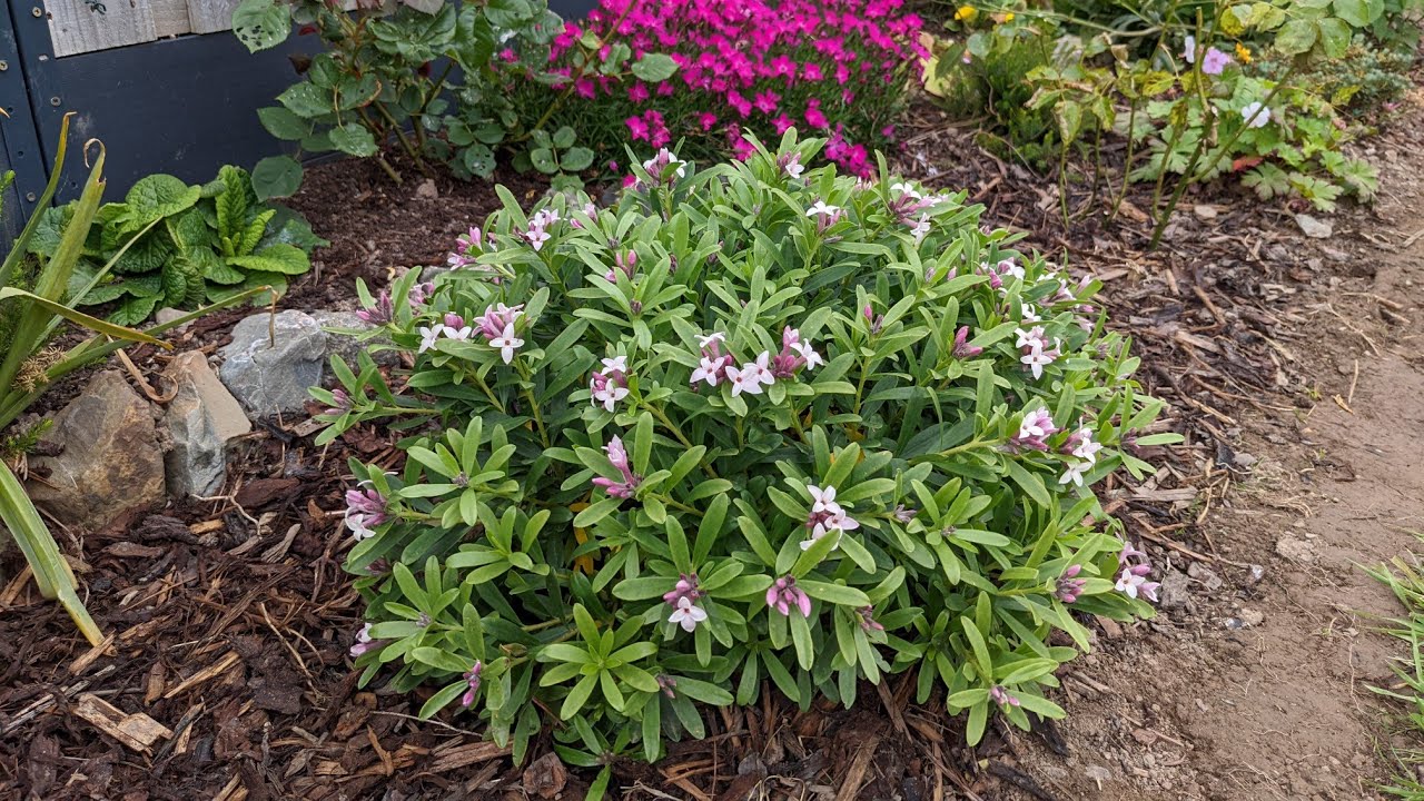 Kokulu Kafkas Gülü: Daphne Transatlantica (x) 'Pink Fragrance'.