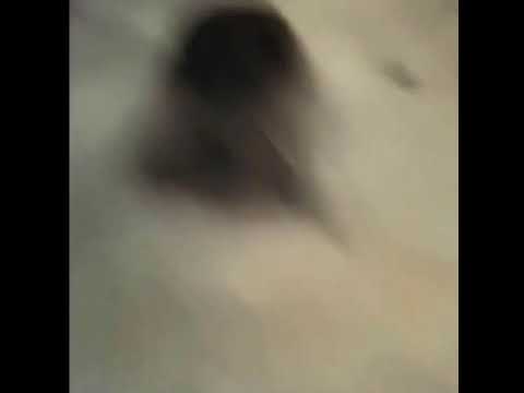 [NCT] 사상최초 강아지 단독 라이브 방송🐶(엔시티 천러네 강아지 대갈이)(심쿵주의)