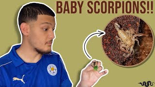 Download Lagu Rehousing Tons of Baby Scorpions!! (Uroctonus mordax/California Forest Scorpion) MP3