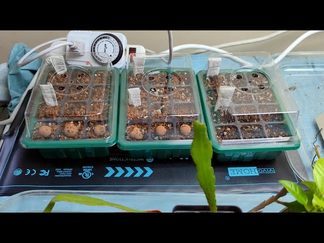 Starting some awesome succulent seeds (and some progress updates) - YouTube