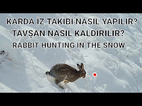 RABBIT HUNTING CLEAR HEAT WITH TRACK TRACKING IN SNOW (TAVŞANIN İZ KAYBETTİRME TAKTİĞİ) TAVŞAN AVI