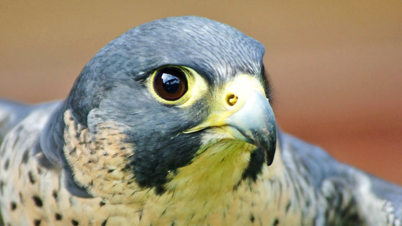 Peregrine Falcon The Fastest Animal In The World