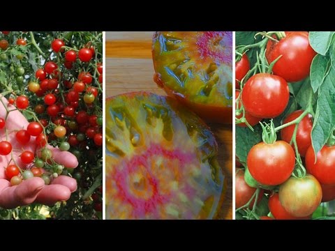 Vidéo: Plants de tomates groseilles - Variétés de tomates groseilles à cultiver dans le jardin