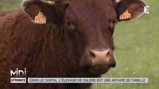 ANIMAUX : Dans le Cantal, l'élevage de Salers est une affaire de famille