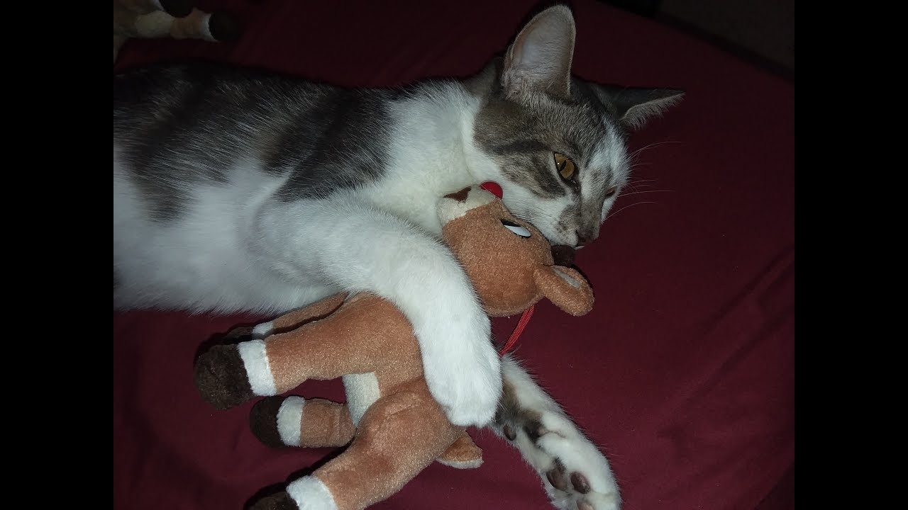 Paintball the Cat Pregnancy Update 1 Babies moving YouTube