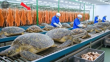 Inside the World’s Largest Turtle Farm: How Millions Are Raised in Mega Factories (full process)