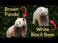 5 Rare and Unique Subspecies - Kermode Bear, Pied Raven, Qinling Panda, Arabian Wolf, Vampire Finch