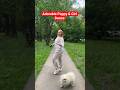 Adorable Pappy & Girl Dance #puppy #dance #bikini #beach #trending #viralvideo #foryou #shorts