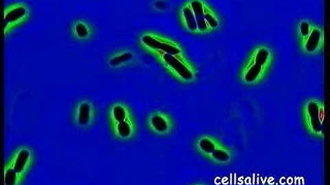 Bacteriophage T-4 Kills E. coli Bacteria