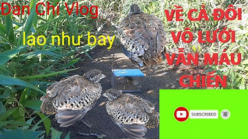 Bẫy Chim Cút Rất Đơn Giản/Bẫy cút rừng hay/Quail trap/Perangkap burung puyuh@Đan Chi Vlog