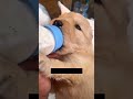This man helps this poor dog