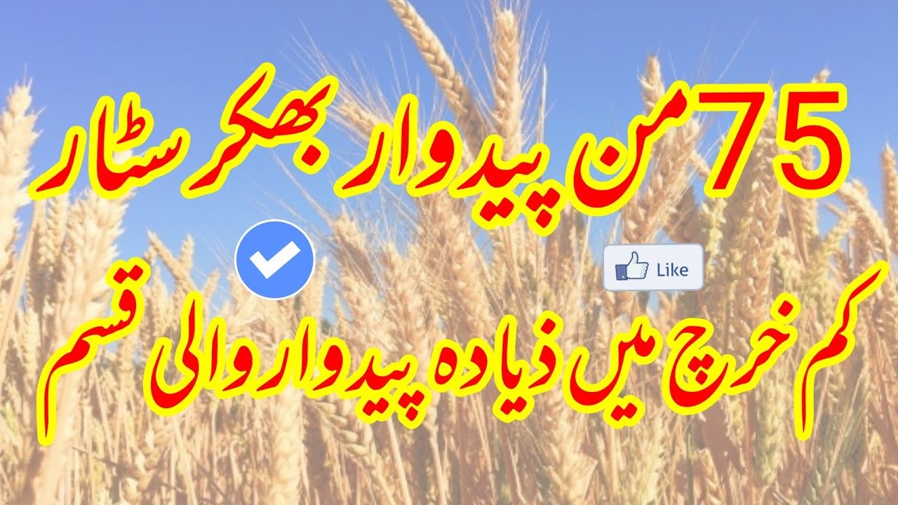 which wheat variety have high yield potential|wheat new variety bhakkar star|گندم بھکر سٹار