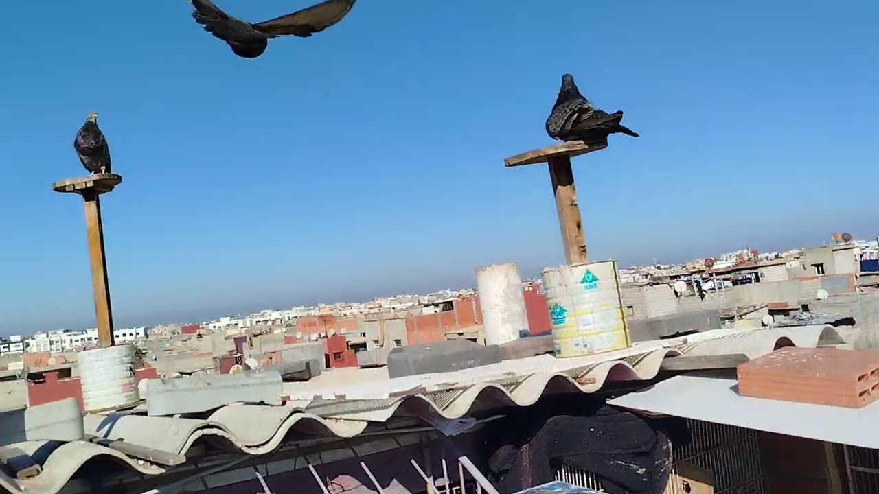 سلام عليكم ورحمة الله أجي تولع معنا مغدي تخسر والو (السيفيانوس المغربي الأصيل 🇲🇦)