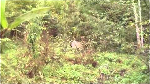 Giant panda released into wild