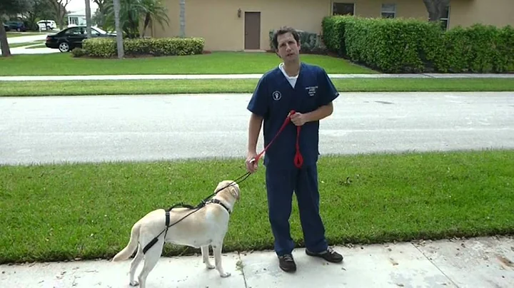 How to walk your dog with the Horgan Harness, www....