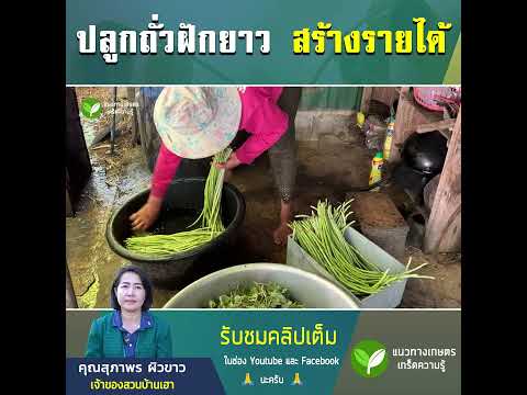 แนวทางเกษตร เกร็ดความรู้ปลูกถั่วฝักยาวสร้างรายได้30,000บาทเดือนถั่วฝักยาวถั่วสร้างรา ปลูกถั่วฝักยาว สร้างรายได้ 30,000 บาทเดือน ถั่วฝักยาว ถั่วสร้างรายได้ สวนผัก เกษตร