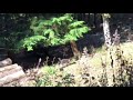 【甲斐犬】愛犬こうめとキャンプ&amp;山遊び