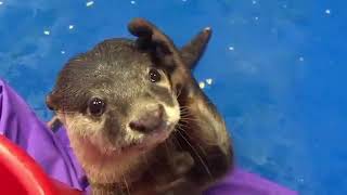 Otter wants to be pet