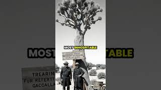 Download Lagu The Incredible Journey of the Tree of Ténéré 🌳🌵 MP3 Download Lagu The Incredible Journey of the Tree of Ténéré 🌳🌵 MP3