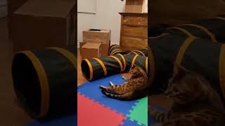 Bengal cat plays with lop eared rabbit 😸 #bengalcat #cats #youtube #viral #viralvideo #video by Bengal Cats 225 views 2 months ago 1 minute, 30 seconds