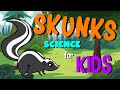 Skunks: Nature's Unique Creatures