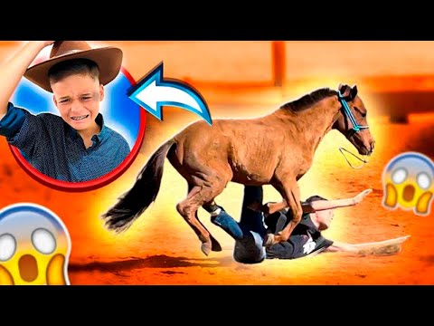 Vídeo: Cavalo hanoveriano