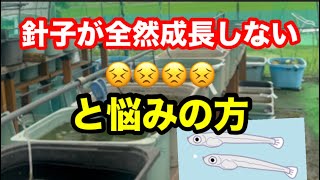 針子飼育のポイント【メダカ】
