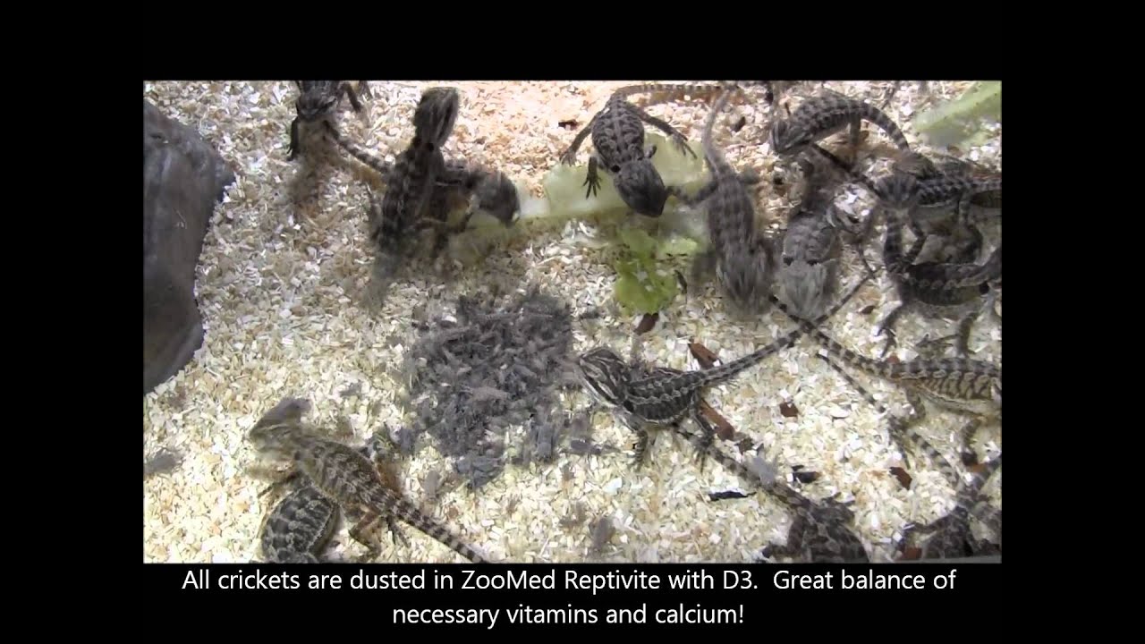 scorpion mortal kombat Baby Bearded Dragons