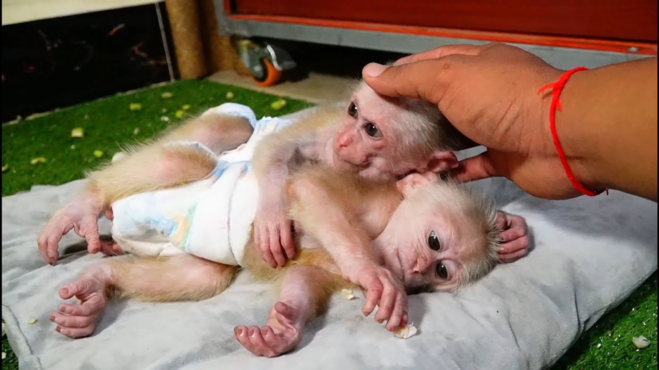 Ploy What Happen With You Not Sleeping At Midnight With Smart Kid Jooy