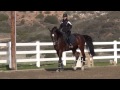 Correcting the overflexion in the horses neck