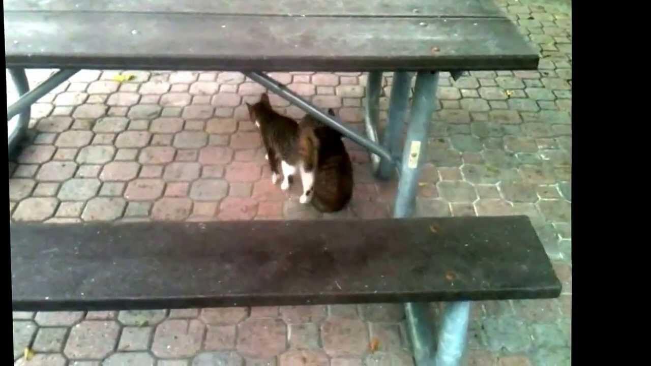 Cute wild kitty cats at the beach