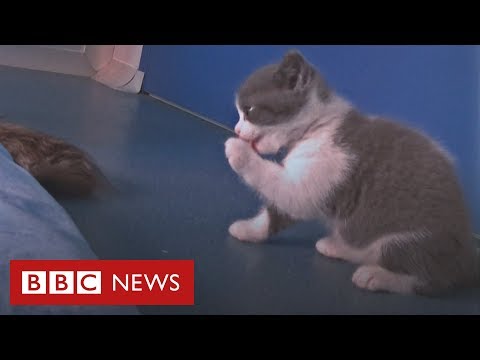 Vídeo: Poucas Réplicas Como O Primeiro Gato Clonado Se Aproxima De 10