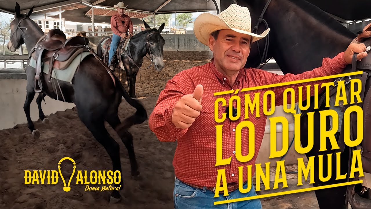 Cómo quitar lo duro a una Mula