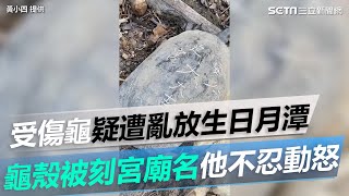 受傷龜疑遭放生團體亂丟日月潭 龜殼被刻宮廟名他怒:放生即殺生│94看新聞