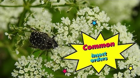 Common insect orders