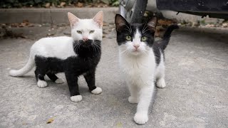 5 Minutes of Adorable Kittens That Will Make You Smile 🐱🥰