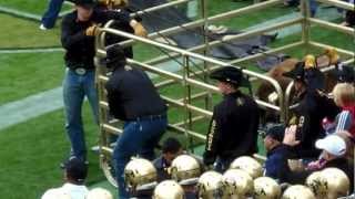 Ralphie the Buffalo running at CU Football Game vs Stanford 03NOV2012 (1).MP4