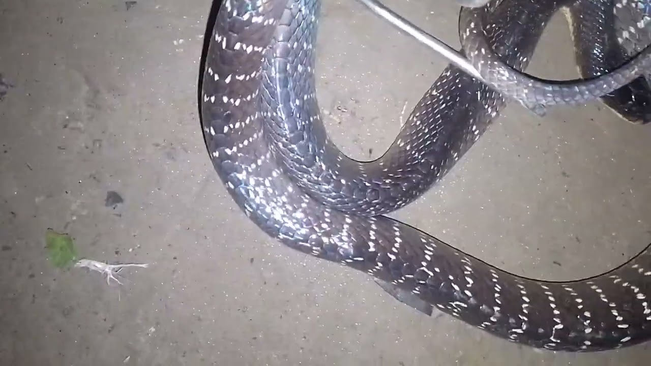 সাইলেন্ট কিলার সাপ 