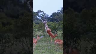 Leopard Attack On Deer 🐆🦌😱 #trendingshorts #animals #attack #youtubeshorts #shorts #subscribe ♥