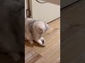 Kucing lucu #shortvideo #kucinglucu