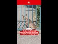 Un chevreuil coincé dans le portail d’un collège secouru par les pompiers