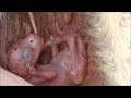 【貴重映像】 カンガルーの赤ちゃん (ポケットの中)/ 東山動物園 【赤ちゃんの解説もあり】