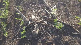 Нут , сорт "Триумф". 16.05.2026 No-till 